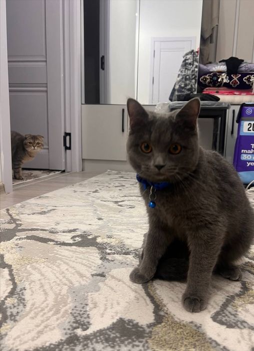 Skotish strayt qiz bola 1yosh bub qoldi tichkasiyam kelib qogan