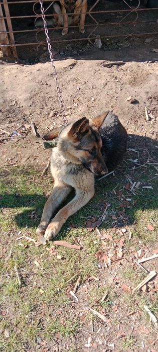 Продам немецкую овчарку