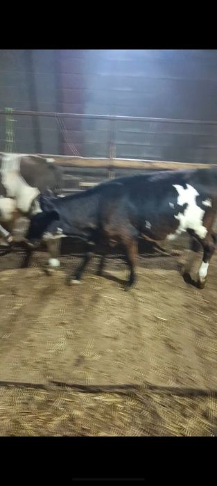 Продам 3 бычка подсосных