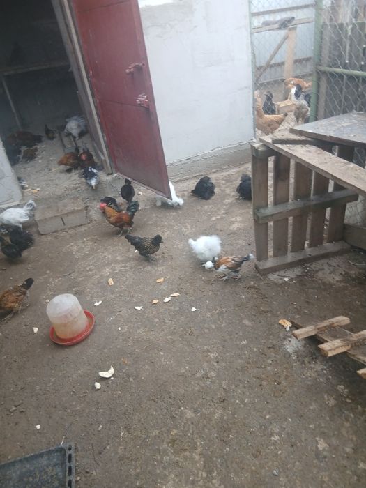 Păsări de curte si ornament