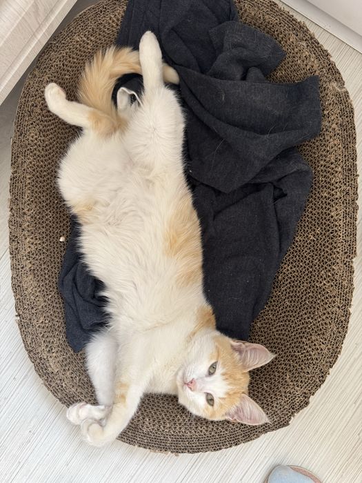 Котенок в добрые руки