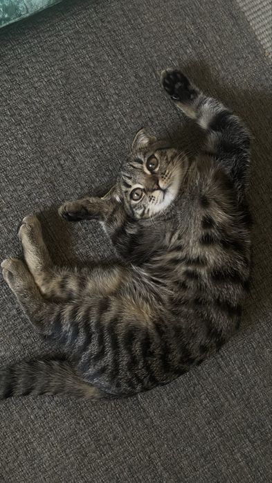 Кот шотландский вислоухий