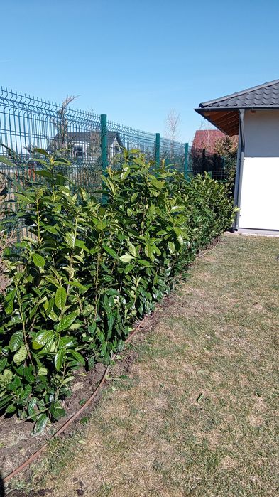 Laur englezesc photinia Red Robin leilandi