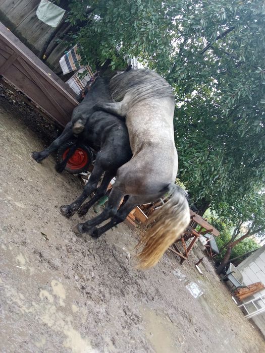 Vând Mânz din exemplarele din foto