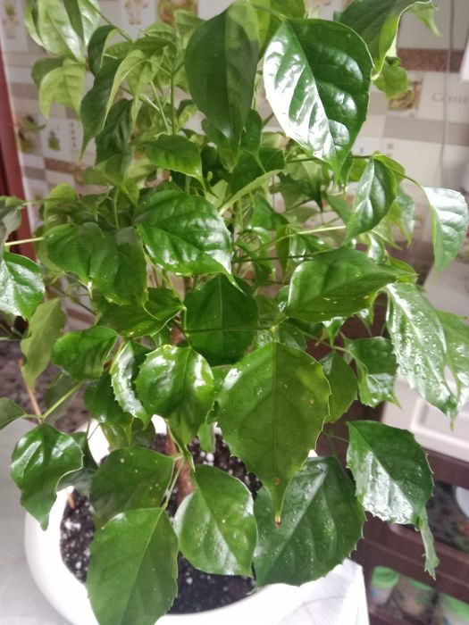 Радермахера или изумрудное дерево