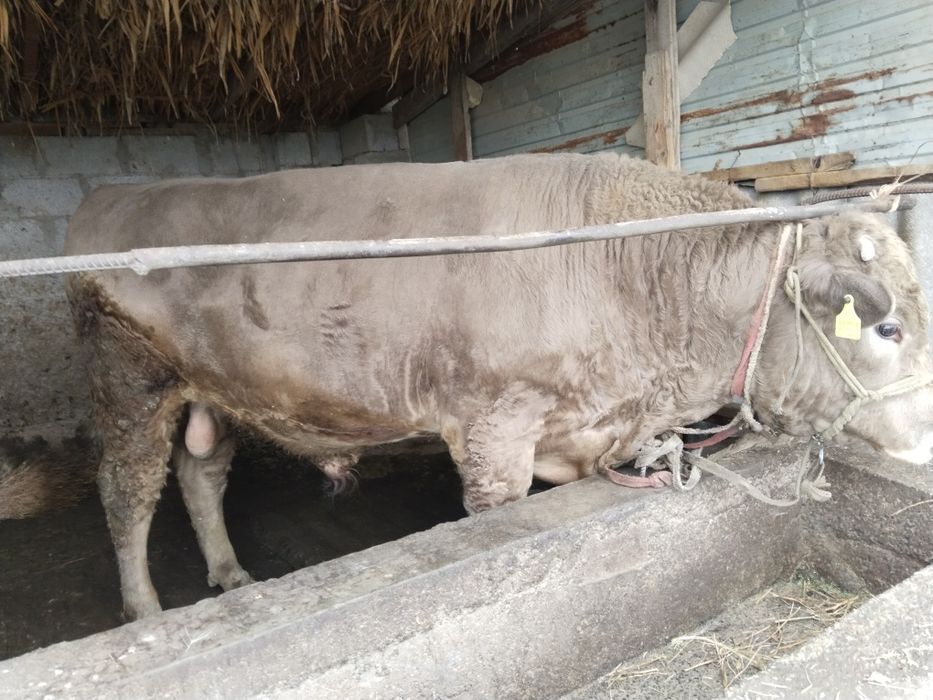 Аулиекольская парода