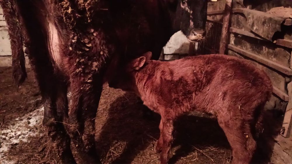 Сутти сиыр сатам