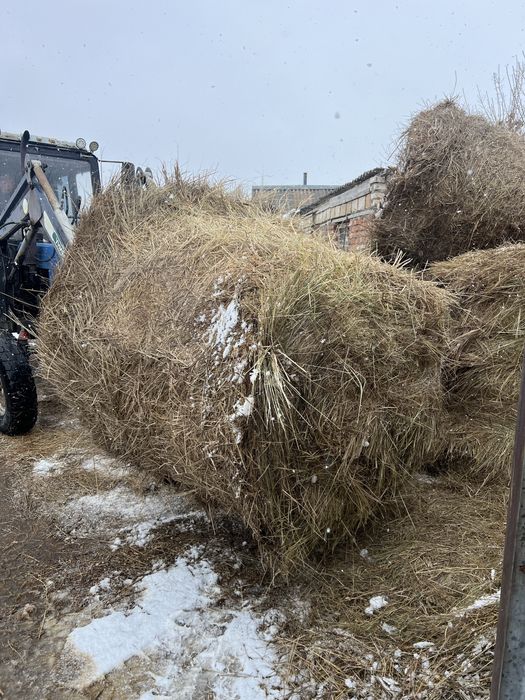 Сено хорошее, зелёное