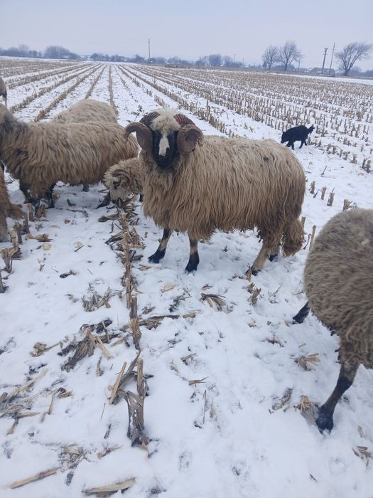 Vând berbec breaz al treilea miel