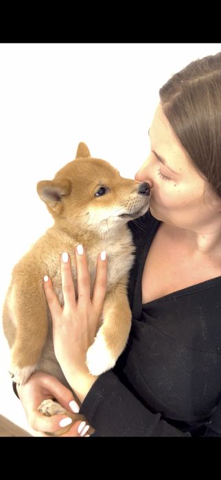 Baietel Shiba Inu deosebit
