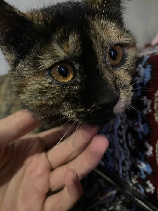 Продается котята