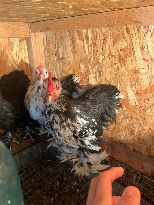 Карлик кохинхин парода