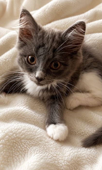 Котенок 2 месяца девочка