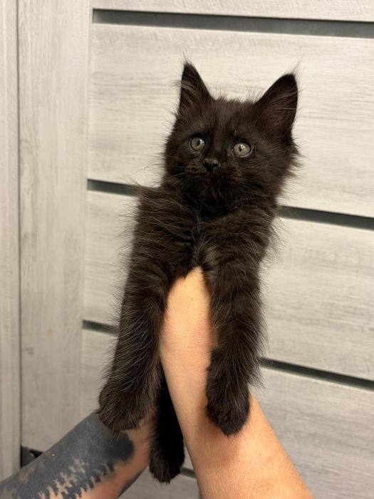 Мейн-кун мальчишки