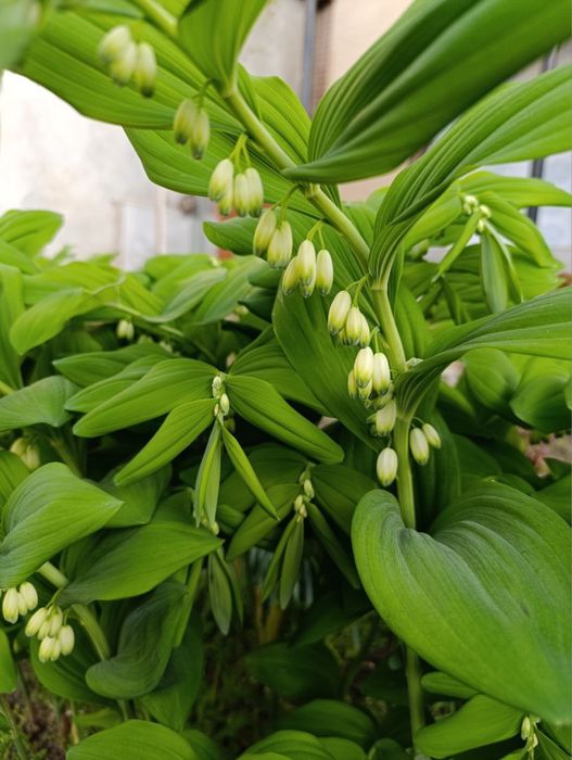 Продаю цветы ландыши