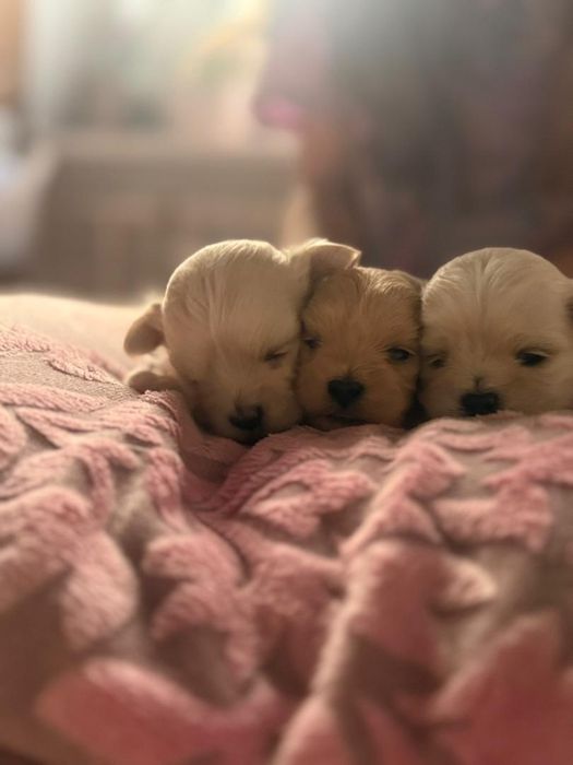 Щенки Мальтипу продажа