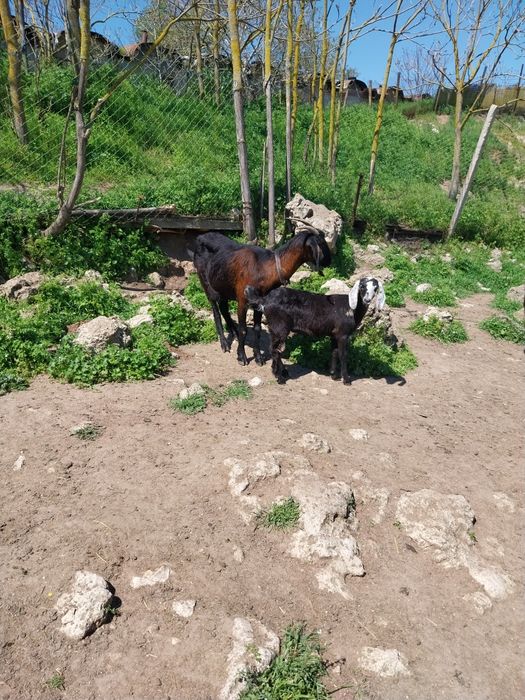 Млади млечни кози