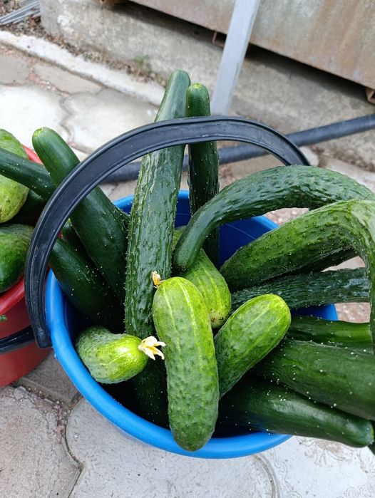 Продам домашние огурцы Балхаш
