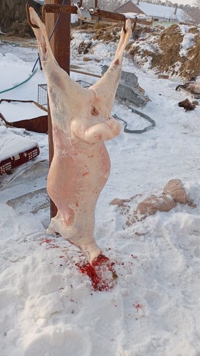 Мясо баранина туша