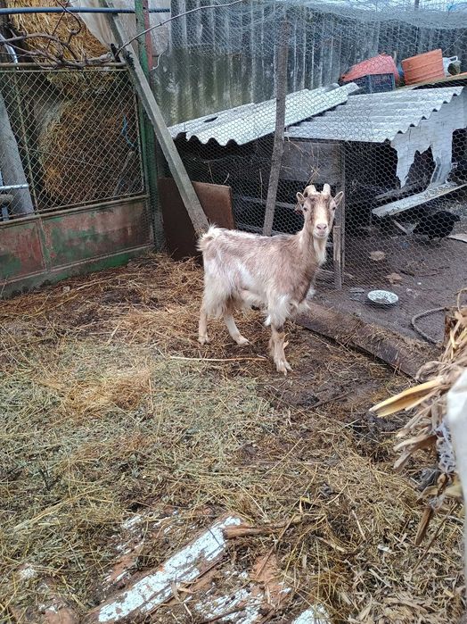 Vând capra gestantă