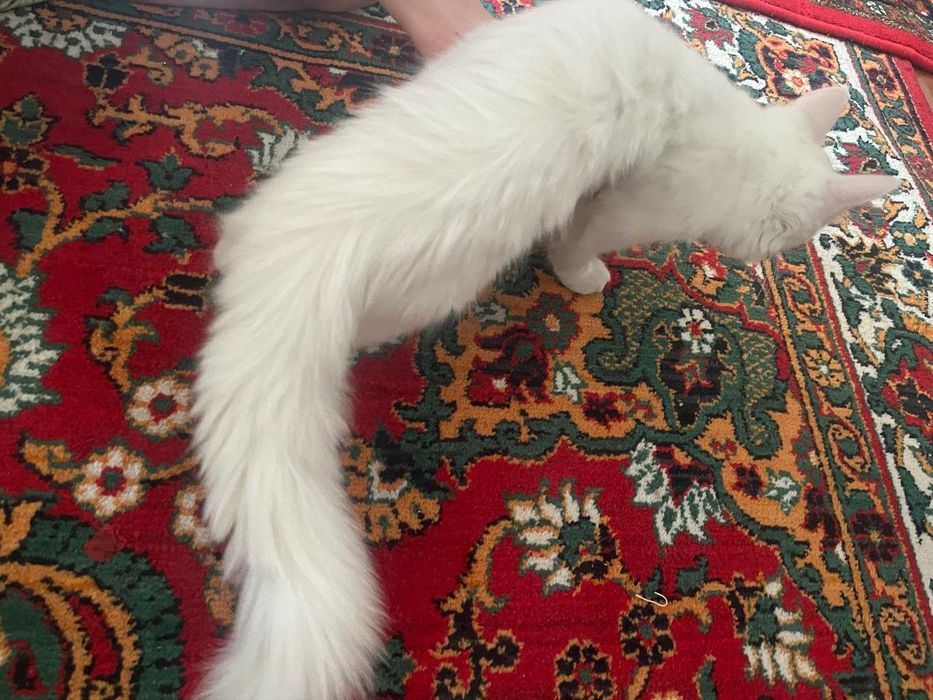 Zotli Mushuk kafolati bilan