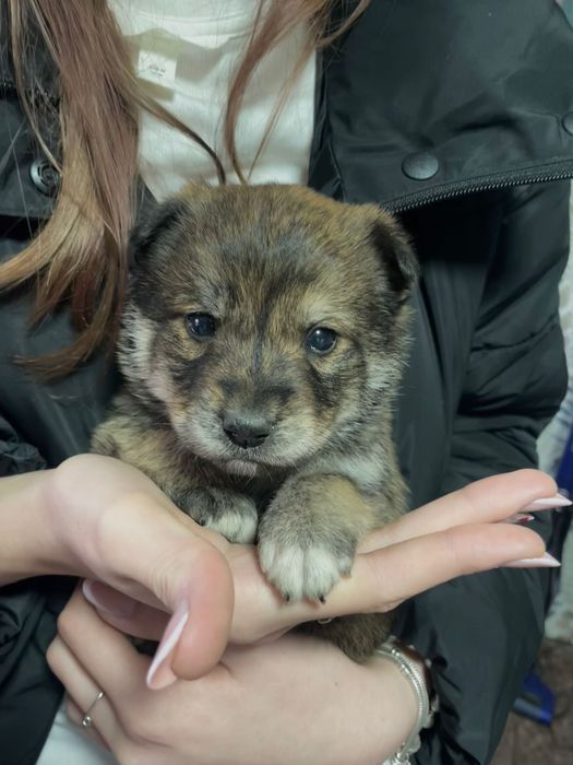 Donez cățeluși găsiți abandonați