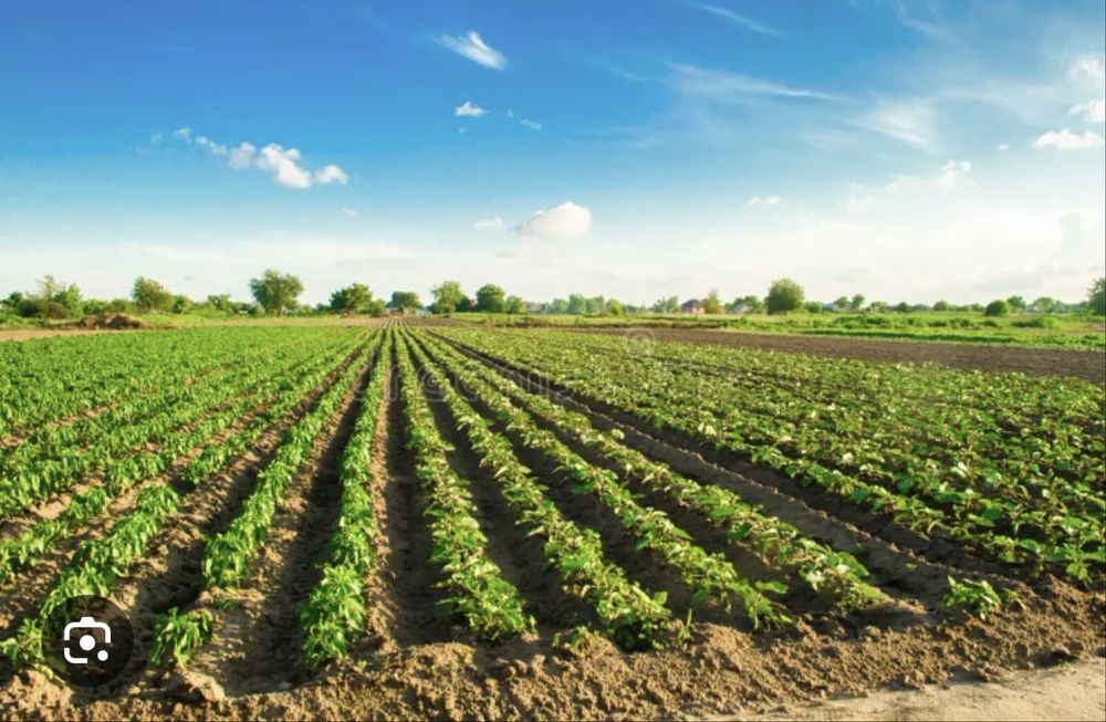 Teren arabil extravilan Oltina Razoarele