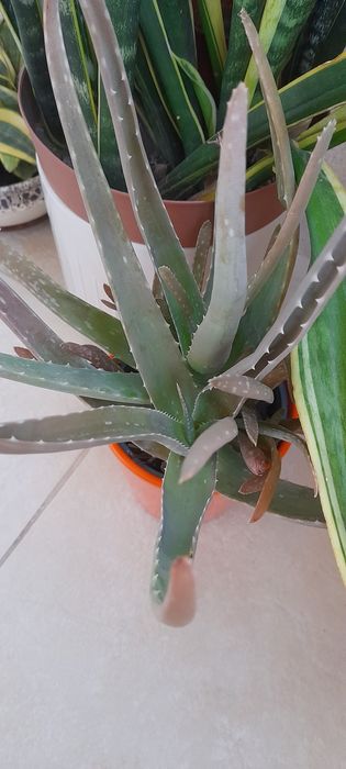 Цветя-алое, традесканция лилава и трицветна, калезия