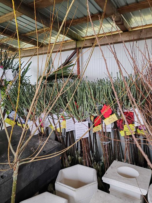 pom trandafir cu rădăcină impachetata