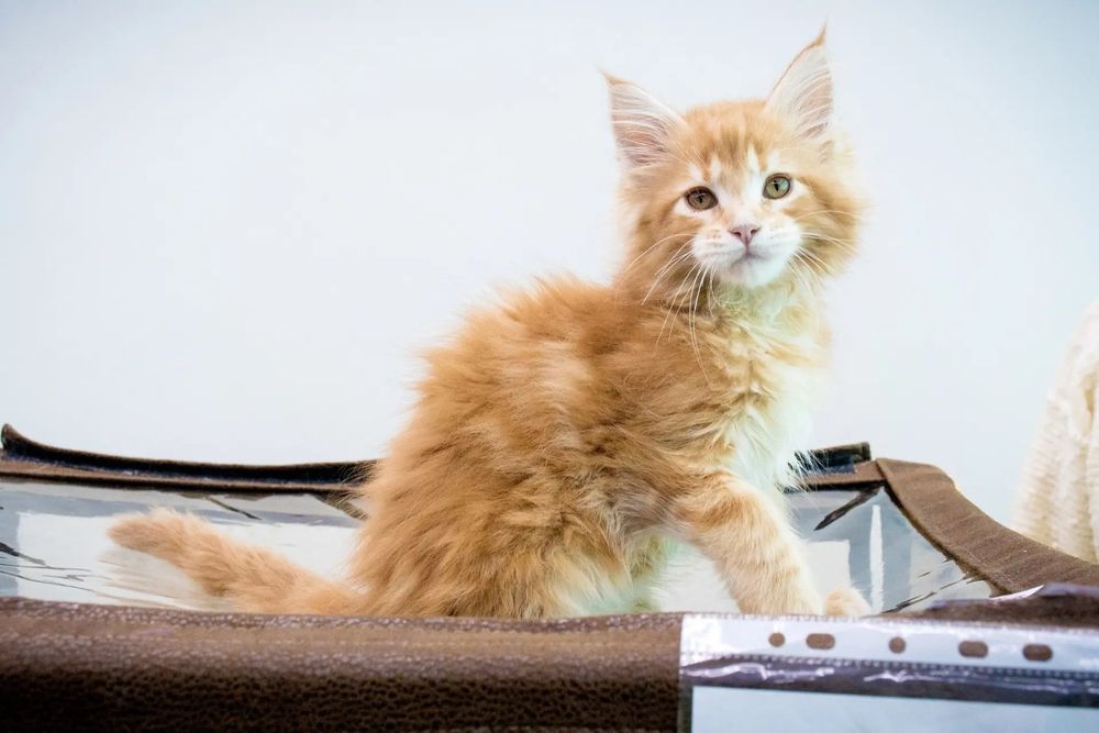Мэйн кун котята 2 мес продам
