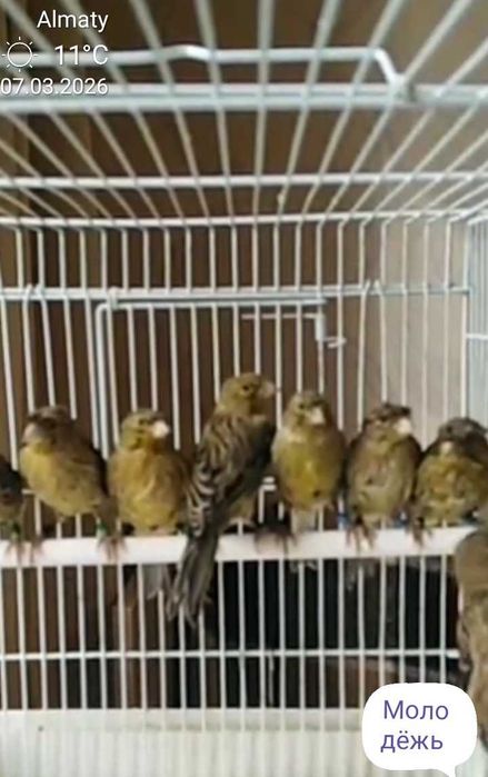 Канарейки певчие