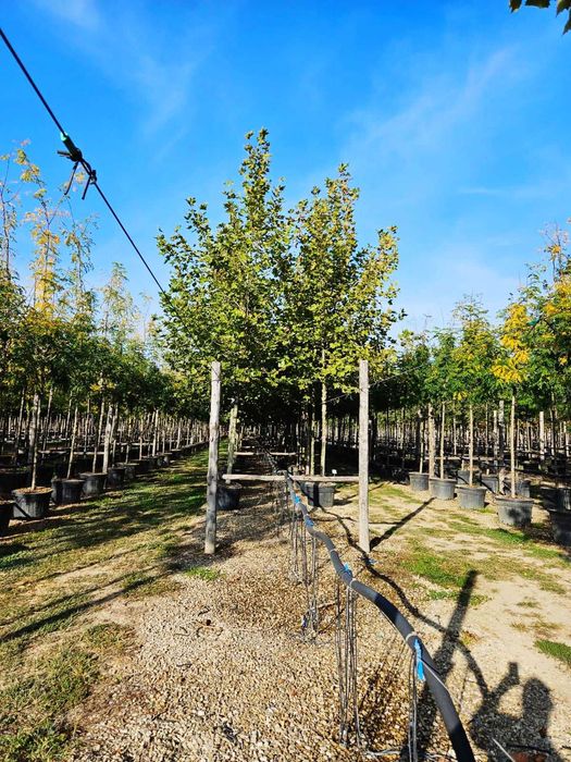 Plante Ornamentale Dense – Efect Vizual Imediat