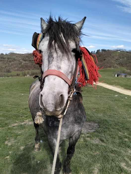 Vand.cal sau schimb 4 ani