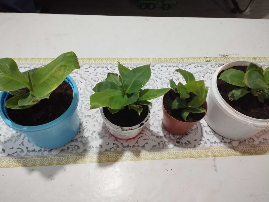 Бананы  и Ананасы плодоносящие