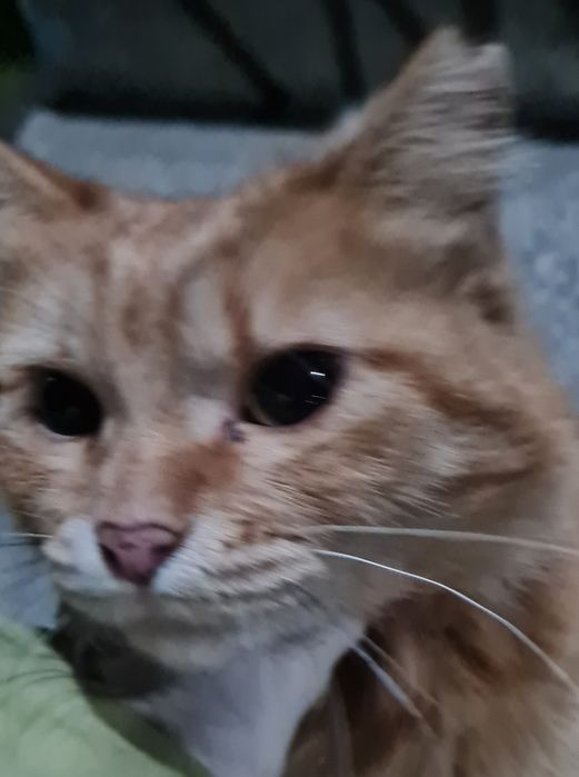 Отдам в добрые руки кошечку