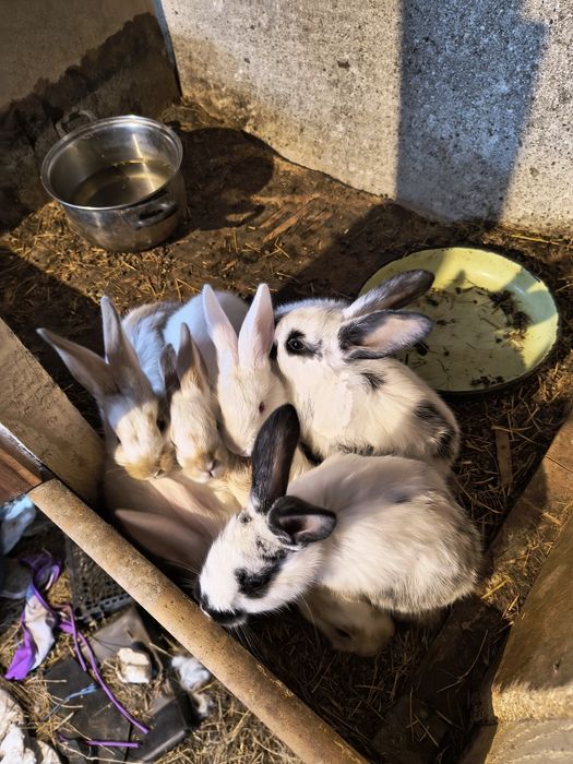 домашни заици за колене или разплод