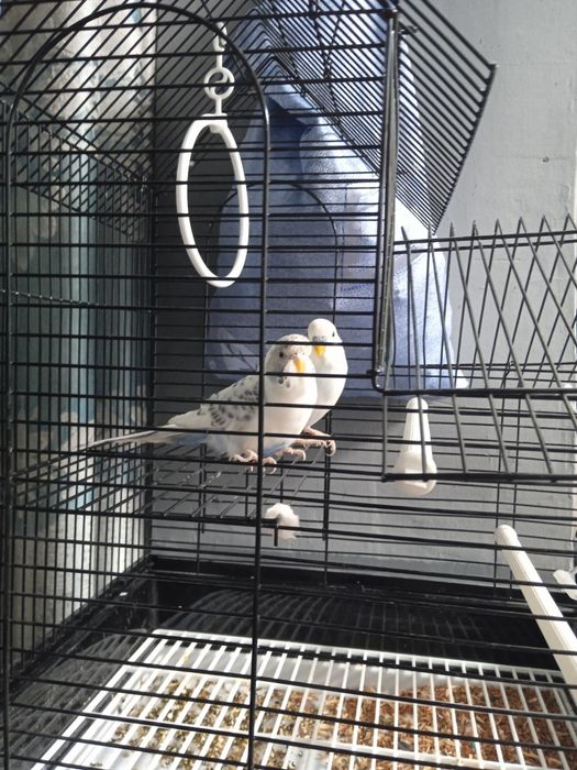 Продадим попугаев