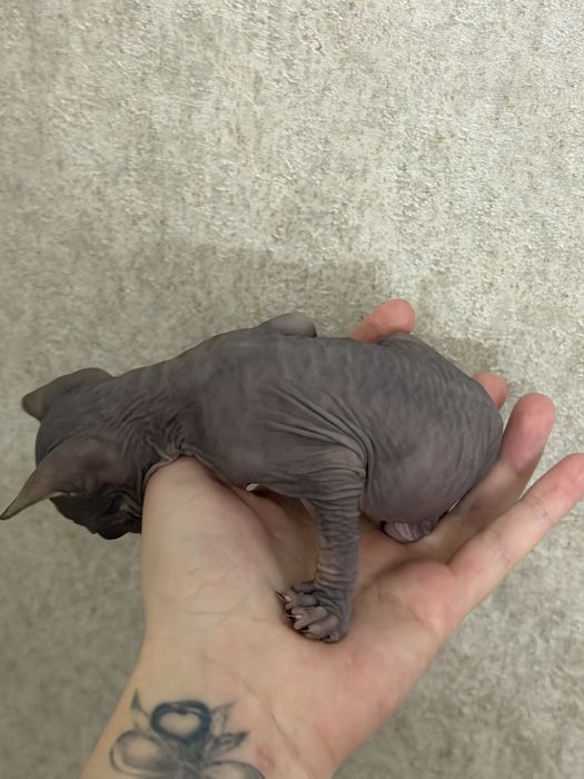 Продам котят сфинкс