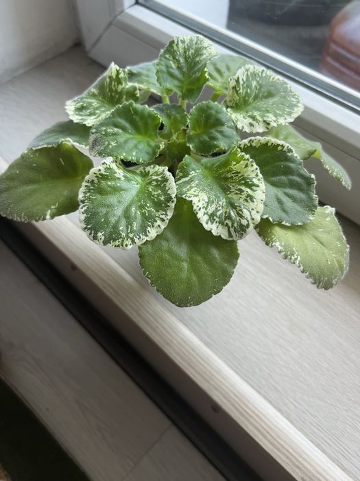 Фиалка сортовая