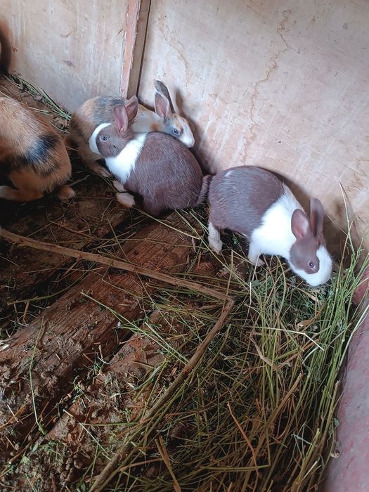 Golland quyonlar sotuvda narxi bolishi 100 mingdan