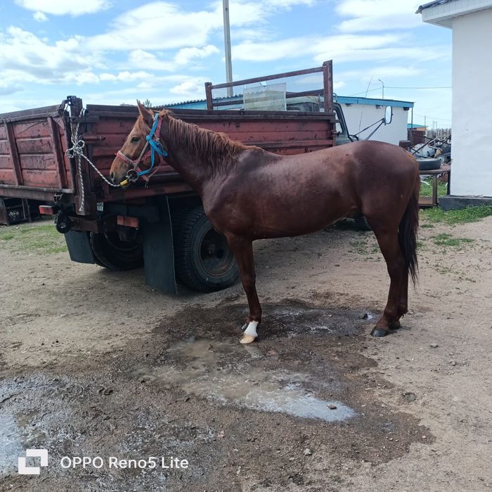 Айғыр бесті, срочно сатылады