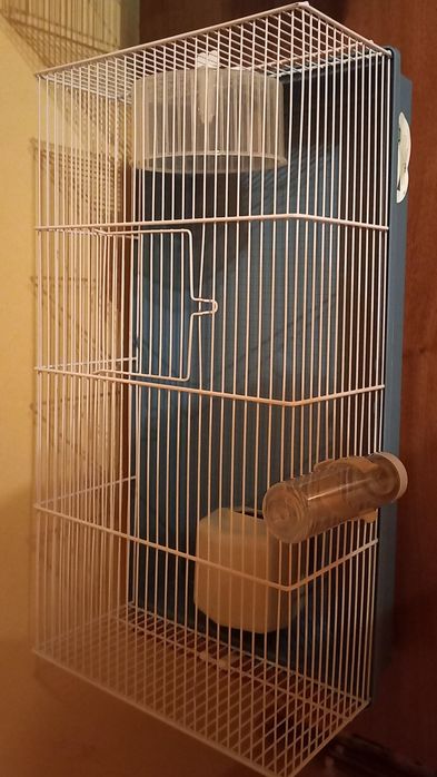 Hamsteri Pitici Campbell