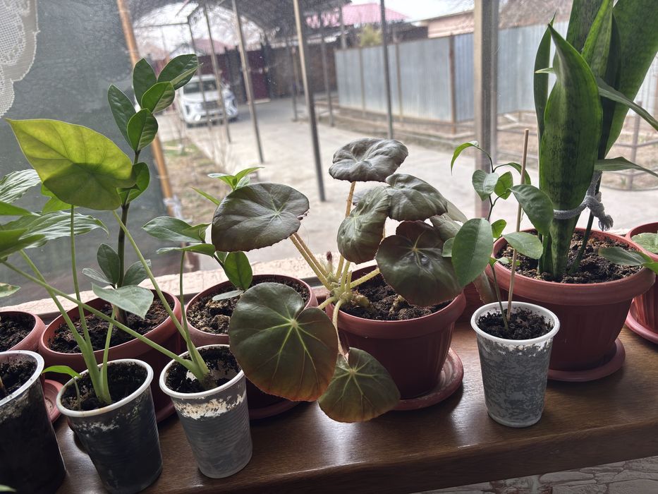 Цветы по разным ценам