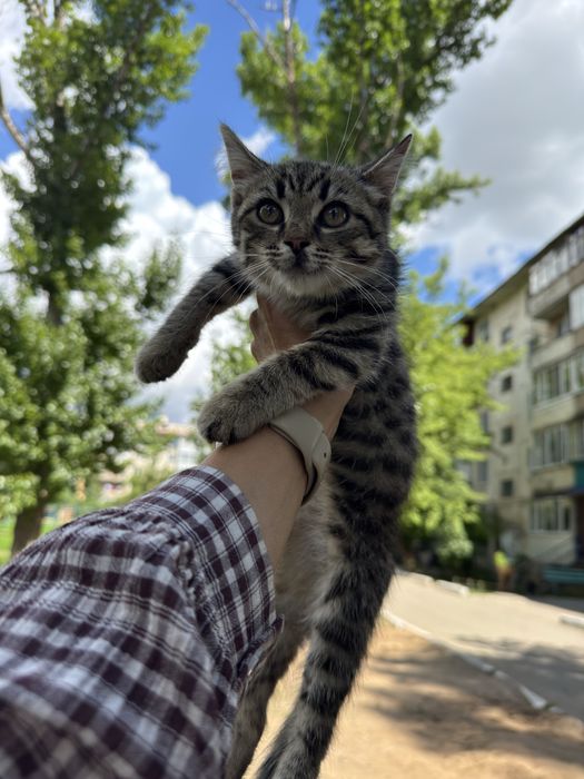 Котёнок мальчик 3 месяца