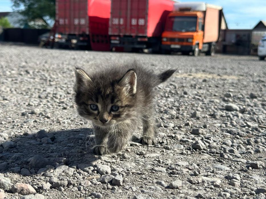 Котята бесплатно