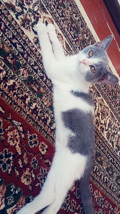 Srochna sotladi zotor