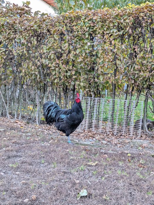 Cocoși Austrlorp negru și la schimb