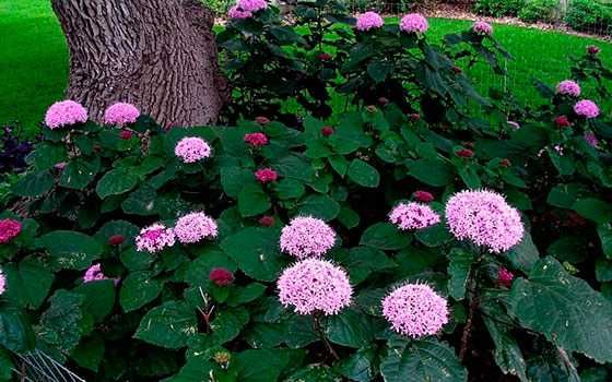 Гортензия белая Анабель,  розовая