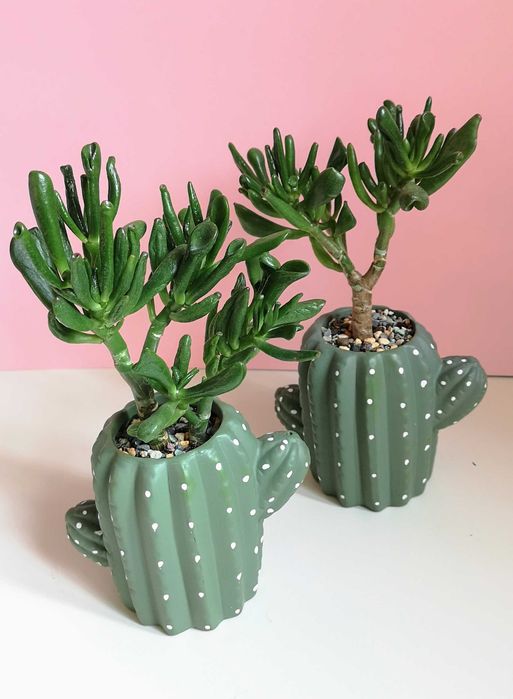 Крассула Хоббит (толстянка)