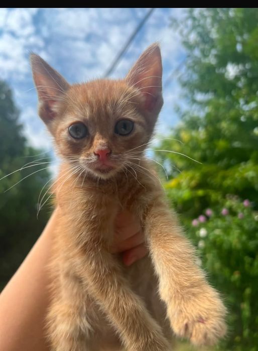 Котята в хороший руки